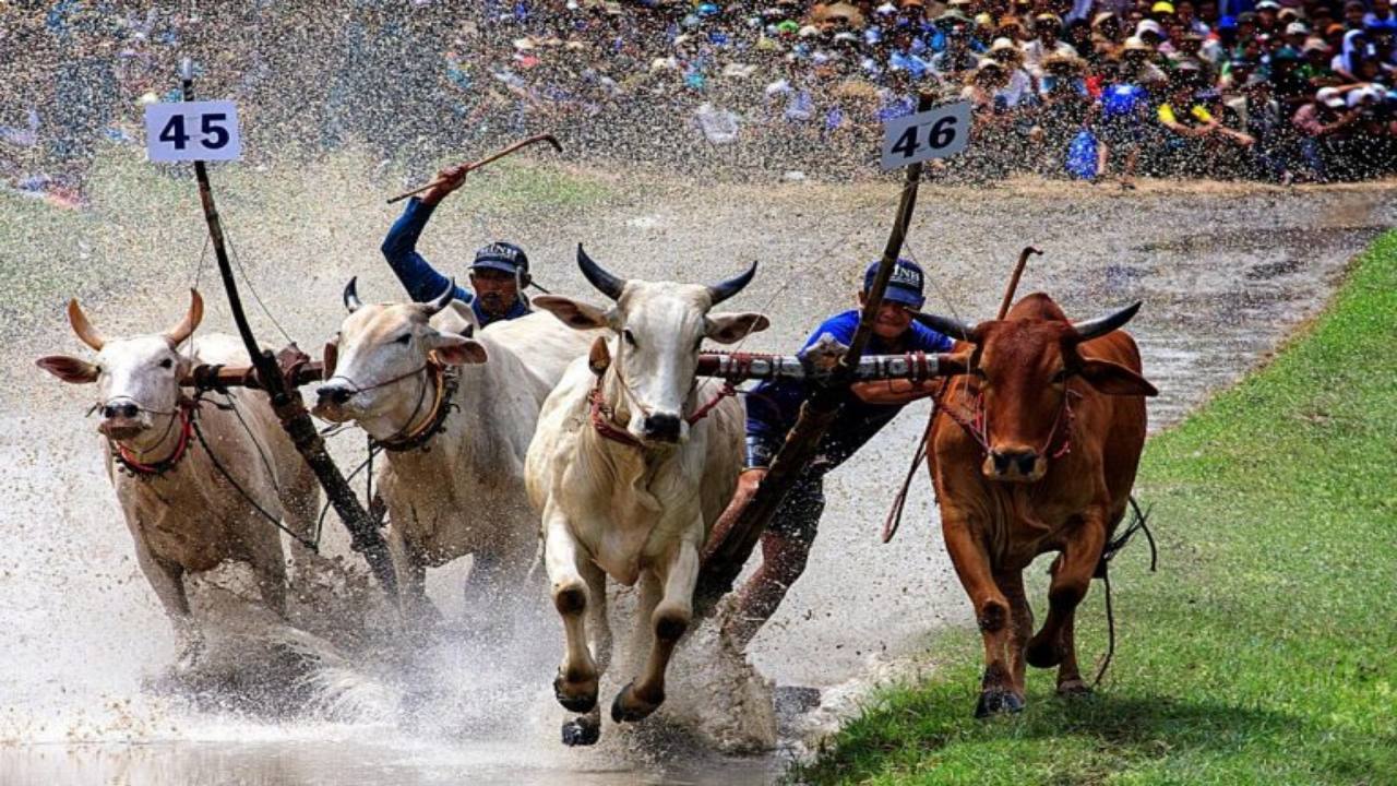 Lễ hội đua bò Bảy Núi